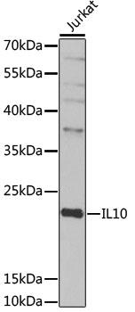 Western blot analysis of extracts of
Jurkat cells, using IL10 antibody
at 1:1000 dilution.
Secondary antibody: HRP Goat Anti-
Rabbit IgG (H+L) at 1:10000
dilution.
Lysates/proteins: 25ug per lane.
Blocking buffer: 3% nonfat dry milk in
TBST.  Detection: ECL West Pico Plus. 
Exposure time: 10s.