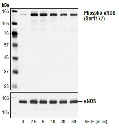 Western blot analysis of extracts from bovine aortic endothelial cells (BAECs), untreated or VEGF-treated (50 ng/ml) for the indicated times, using Phospho-eNOS (Ser1177) Antibody (upper) or control eNOS antibody (lower).