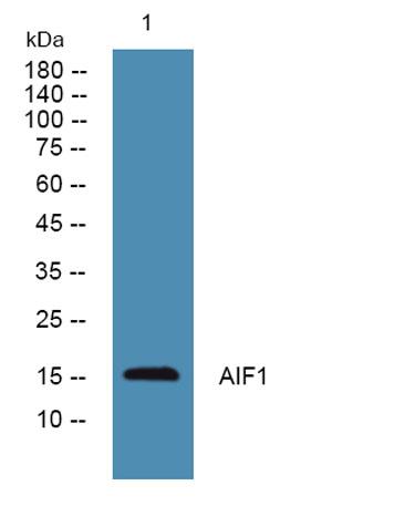 Western blot analysis of lysates from U2OS cells, primary antibody was diluted at 1:1000, 4°over night