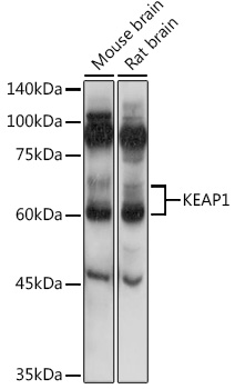 Western blot analysis of extracts of various cell lines, using KEAP1 antibody at 1:1000 dilution.
Secondary antibody: HRP Goat Anti-Rabbit IgG (H+L) at 1:10000 dilution.
Lysates/proteins: 25ug per lane.
Blocking buffer: 3% nonfat dry milk in TBST. Detection: ECL West Pico Plus.
Exposure time: 60s.