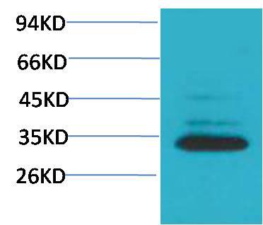Western blot analysis of Hela with Caspase 3 Rabbit pAb diluted at 1:2,000..