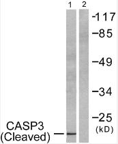 Western blot analysis of lysates from 293 cells, treated with Etoposide 25uM 60', using Caspase 3 (Cleaved-Asp175) Antibody. The lane on the right is blocked with the synthesized peptide.