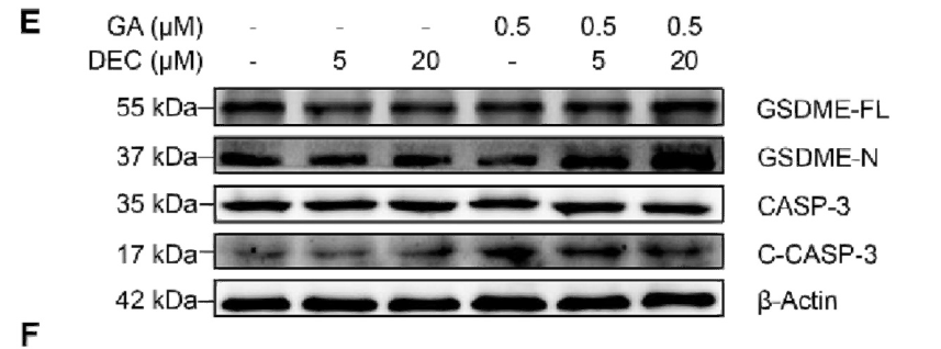 Western blot analysis of extracts using Caspase-3 Antibody(upper) or Cleaved Caspase-3 (Asp175) Antibody (lower).Postsurgical wound management and prevention of triple-negative breast cancer recurrence with a pryoptosis-inducing, photopolymerizable hydrogel.