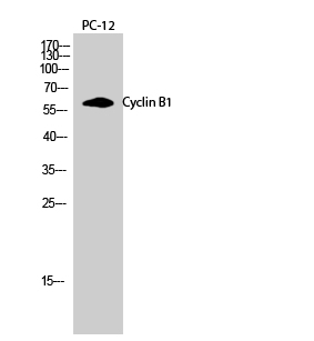Western Blot analysis of PC-12 cells using Cyclin B1 Polyclonal Antibody diluted at 1:500