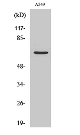 Western Blot analysis of various cells using Chr-A Polyclonal Antibody.