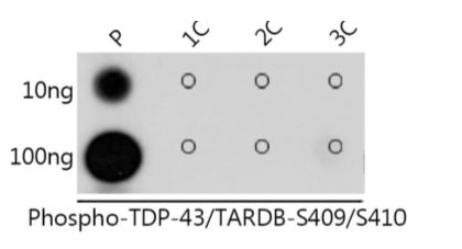 Dot-blot analysis of all sorts of peptides using Phospho-TDP-43/TARDB-S409/S410 antibody at 1:1000 dilution.
Exposure time: 1s.