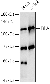 Western blot analysis of extracts of various cell lines, using TrkA antibody at 1:1000 dilution.
Secondary antibody: HRP Goat Anti-Rabbit IgG (H+L) at 1:10000 dilution.
Lysates/proteins: 25ug per lane.
Blocking buffer: 3% nonfat dry milk in TBST.
Detection: ECL Basic Kit 
Exposure time: 10s
