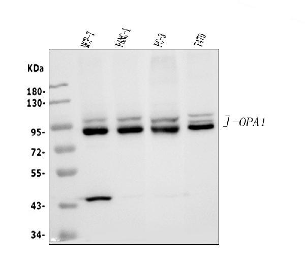 Figure 1. Western blot analysis of OPA1 using anti-OPA1 antibody Electrophoresis was performed on a 5-20% SDS-PAGE gel at70V (Stacking gel) / 90V (Resolving gel) for 2-3 hours. The
sample well of each lane was loaded with 30ug of sample
under reducing conditions.
Lane 1: human MCF-7 whole cell lysates,
Lane 2: human PANC-1 whole cell lysates,
Lane 3: human PC-3 whole cell lysates,
Lane 4: human T47D whole cell lysates.
After Electrophoresis, proteins were transferred to a Nitrocellulose membrane at 150mA for 50-90 minutes. Blocked the membrane with 5% Non-fat Milk/ TBS for 1.5 hour at RT. The membrane was incubated with rabbit anti- OPA1 antigen affinity purified polyclonal antibody at 0.5 mug/mL overnight at 4°C, then washed with TBS-0.1%Tween 3 times with 5 minutes each and probed
with a goat anti-rabbit IgG-HRP secondary antibody at a
dilution of 1:5000 for 1.5 hour at RT. The signal is developed
using an Enhanced Chemiluminescent detection (ECL) kit
with Tanon 5200 system. A specific band was detected for OPA1 at approximately 80-100KD. The expected band size for OPA1 is at 80-100KD.