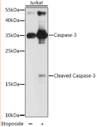 Western blot analysis of extracts of Jurkat cells at 1:1000 dilution. Jurkat cells treated by Etoposide 25uM etoposide for 5 hours. Secondary antibody: HRP Goat Anti-Rabbit IgG (H+L) ins: 25ug per lane. Blocking buffer: 3% nonfat dry milk in TBST.Detection: ECL Pico Exposure time: 3s. AB83240 can detect both the full length and the cleaved form.