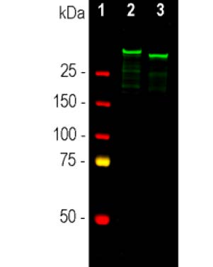 Western blot analysis of whole brain lysates using goat pAb to
MAP2,MAP2, dilution 1:2,000 in green: [1] protein standard (red),
[2] rat, and [3] mouse brain lysate. A band at about 280kDa
corresponds to the MAP2A and MAP2B proteins.