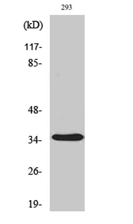 Western Blot analysis of various cells using AQP4 Polyclonal Antibody