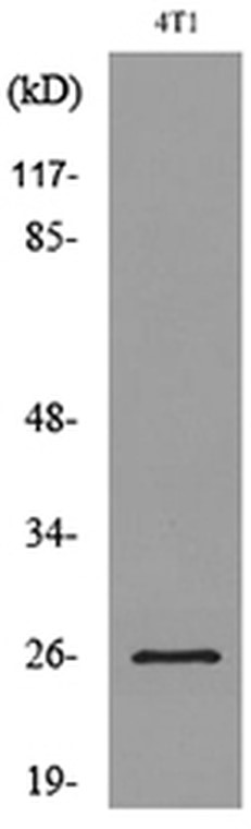 Western blot analysis of lysate from 4T1 cells, using CD81 Antibody.