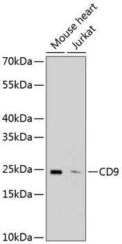 Western blot analysis of extracts of  various cell line, using CD9 antibody
at a dilution of 1:1000. 
Secondary antibody: HRP Goat Anti-Rabbit IgG (H+L)  at 1:10,000 dilution.
Lysates/proteins: 25ug per lane.
Blocking buffer: 3% nonfat dry milk in TBST.