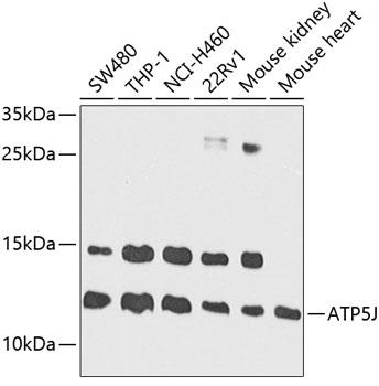 Western blot analysis of extracts of various cell lines, using ATP5J antibody at 1:1000 dilution.
Secondary antibody: HRP Goat Anti-Rabbit IgG (H+L) at
1:10000 dilution.
Lysates/proteins: 25ug per lane.
Blocking buffer: 3% nonfat dry milk in TBST.
Detection: ECL Basic Kit.
Exposure time: 90s.