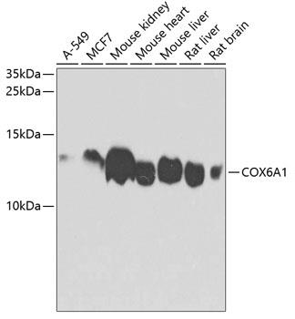 Western blot analysis of extracts of various cell lines, using COX6A1 antibody at 1:1000 dilution.
Secondary antibody: HRP Goat Anti-Rabbit IgG (H+L) at 1:10000 dilution.
Lysates/proteins: 25ug per lane.
Blocking buffer: 3% nonfat dry milk in TBST.  Detection: ECL West Pico
Exposure time: 60s.