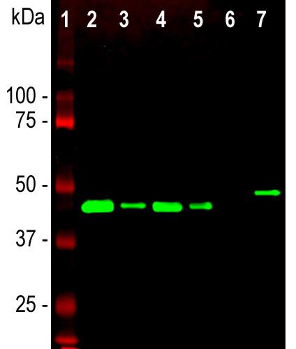 Western blot analysis of different tissue and cell lysates using chicken pAb to GAP43, GAP43, dilution 1:5,000 in green: 
[1] protein standard (red), 
[2] rat brain, 
[3] rat spinal cord,
[4] mouse brain,
[5] mouse spinal cord, 
[6] C6 cells, 
[7] SH-SY5Y cells. 
Single band at the 43kDa mark corresponds to GAP43.The GAP43 protein on ly is detected in the lysates of neuronal origin. C6 cells are a rat glioma cell line and do not express GAP43.