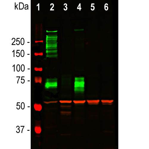 Western blot analysis of tissue and cell lysates using chicken pAb to Vimentin, Vim, dilution 1:5,000 in red. [1] protein standard (red), [2] rat whole brain lysate, [3] HeLa, [4] SH-SY5Y, [5] HEK293, and [6] NIH-3T3 cell lysates. Vim binds to the vimentin protein showing a single band at ~50 kDa. The blot was simultaneously probed with mouse mAb to MAP2C/D, 2C4, dilution 1:5,000 in green, revealing multiple bands around 280kDa that correspond to full length MAP2A/2B isotypes, and ~70kDa bands which are MAP2C/D isotypes. MAP2 isotypes are seen only in extracts containing neuronal lineage cells.