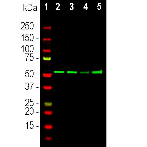 Western blot analysis of different cell lysates using goat pAb tovimentin, Vim, dilution 1:5,000 in green. [1] protein standard, [2] HeLa, [3] HEK293, [4] NIH-3T3 and [5] C6 cell lysates. The Vim antibody binds to the vimentin protein showing a single band at
~50kDa.