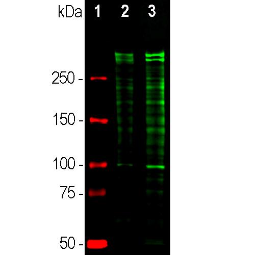 Western blot analysis of equal amounts of cell lysates probed with
chicken pAb to Ki67, Ki67, dilution 1:5,000, in green: [1]
protein standard (red), [2] rapidly dividing HeLa cell cultures, [3]
rapidly dividing HEK293 cell cultures. Strong double bands above
250kDa correspond to the two major Ki67 isoforms of molecular
weight 345kDa and 395kDa. Since Ki67 is a rather unstable snd
sjhort half life protein multiple proteolytic fragments of the two
isoforms are also detected on the blot.