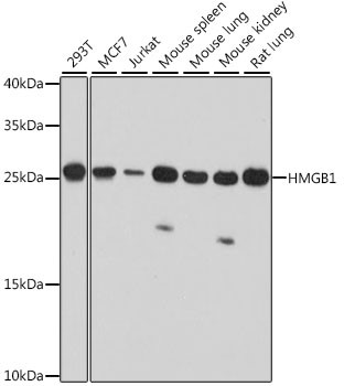 Western blot on different Cells : Positive samples 293T, MCF7, Jurkat, Mouse spleen, Mouse lung, Mouse kidney, Rat lung
Western blot analysis of extracts of various cell lines, using HMGB1 at 1:1000 dilution.
Secondary antibody: HRP Goat Anti-Rabbit IgG (H+L) at 1:10000 dilution.
Lysates/proteins: 25ug per lane.
Blocking buffer: 3% nonfat dry milk in TBST.
Detection: ECL West Pico Plus Kit
Exposure time: 60s.