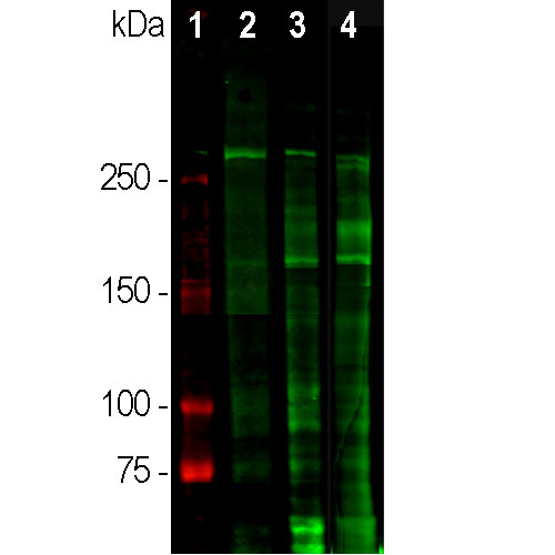 Western blot analysis of different tissue lysates using rabbit pAb to laminin, dilution 1:5,000 in green: [1] protein standard (red), [2] rat brain, [3] rat spinal cord, and [4] cow spinal cord lysate. The strong band above the 280kDa mark corresponds to full length laminin proteins. Smaller proteolytic fragments of laminin are also detected with this antibody.