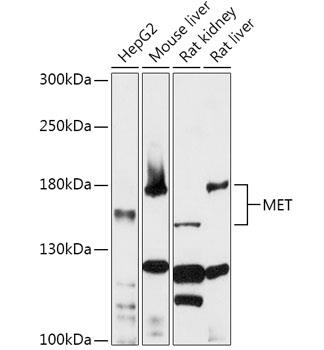 Western blot analysis of extracts of various cell lines, using MET antibody at 1:1000 dilution.
Secondary antibody: HRP Goat Anti-Rabbit IgG (H+L) at 1:10000 dilution.
Lysates/proteins: 25ug per lane.
Blocking buffer: 3% nonfat dry milk in TBST.
Detection: ECL West Pico Plus. 
Exposure time: 3min.