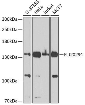 Western blot analysis of extracts of various cell lines, using AMBRA1 Antibody at 1:1000 dilution.
Secondary antibody: HRP Goat Anti-Rabbit IgG (H+L) at 1:10000 dilution.
Lysates/proteins: 25ug per lane.
Blocking buffer: 3% nonfat dry milk in TBST.
Detection: ECL West Pico Plus.  Exposure time: 60s.