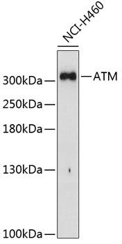 Western blot analysis of extracts of H460 cells, using ATM Antibody at 1:1000 dilution.
Secondary antibody: HRP Goat Anti-Rabbit IgG (H+L) at 1:10000 dilution.
Lysates/proteins: 25ug per lane.
Blocking buffer: 3% nonfat dry milk in TBST.
Detection: ECL West Pico Plus.  
Exposure time: 90s.