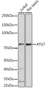 Western blot analysis of extracts of various cell lines, using ATG7 antibody at 1:1000 dilution.
Secondary antibody: HRP Goat Anti-Rabbit IgG (H+L) at 1:10000 dilution.
Lysates/proteins: 25ug per lane.Blocking buffer: 3% nonfat dry milk in TBST.Detection: ECL West Pico Plus. Exposure time: 90s.