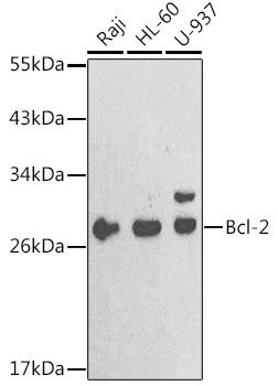 Western blot analysis of extracts of various cell lines,
using Bcl-2 antibody at 1:1000 dilution.
Secondary antibody: HRP Goat Anti-Rabbit IgG
(H+L) at 1:10000 dilution.
Lysates/proteins: 25ug per lane.
Blocking buffer: 3% nonfat dry milk in TBST.
