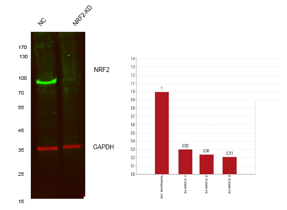 Western blot analysis of lysates from
1)Hela cell ,
2)Hela cells knockdown by NRF2-siRNA (F:CAUUGAUGUUUCUGAUCUATT,R:UAGAUCAGAAACAUC
AAUGTT), (Green) primary antibody was diluted at 1:1000, 4°over night, Dylight 800 secondary antibody was diluted at 1:10000, 37° 1hour.
(Red) GAPDH Monoclonal Antibody (5B7)
antibody was diluted at 1:5000 as loading control, 4° over night, AF680 secondary antibody was diluted at 1:10000, 37° 1hour.