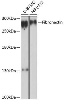 Western blot analysis of extracts of various cell lines, using Fibronectin antibody at 1:3000 dilution.
Secondary antibody: HRP Goat Anti-Rabbit IgG (H+L) at 1:10000 dilution.
Lysates/proteins: 25ug per lane.
Blocking buffer: 3% nonfat dry milk in TBST.
Detection: ECL Basic Kit
Exposure time: 90s.
