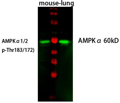 Western Blot analysis of mouse-lung cells using primary
antibody diluted at 1:1000(4°C overnight). Secondary
antibody:Goat Anti-rabbit IgG IRDye 800( diluted at
1:5000, 25°C, 1 hour). Cell lysate was extracted by
Minute™ Plasma Membrane Protein Isolation