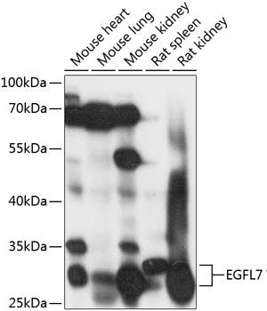 Western blot analysis of extracts of various cell lines, using EGFL7 antibody at 1:1000 dilution.
Secondary antibody: HRP Goat Anti-Rabbit IgG (H+L) at 1:10000 dilution.
Lysates/proteins: 25ug per lane.
Blocking buffer: 3% nonfat dry milk in TBST.
Detection: ECL West Pico Plus 
Exposure time: 10s.