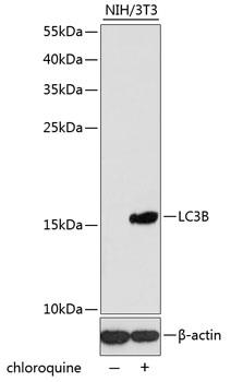 Western blot analysis of extracts of NIH/3T3 cells, 
using LC3B antibody at 1:1000 dilution. NIH/3T3
 cells were treated by Chloroquine (50 μM) for 20 hours.
Secondary antibody: HRP Goat Anti- Rabbit IgG
 (H+L) at 1:10000 dilution.
Lysates/proteins: 25ug per lane
Blocking buffer: 3% nonfat dry milk inTBST
Detection: ECL West Pico Plus 
Exposure time: 3min.