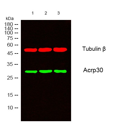 Western blot analysis of lysates from 1) HeLa, 2) VEC,
3) 293 cells, (Green) primary antibody was diluted at 1:1000, 4°overnight, secondary antibody was diluted at 1:10000, 37° 1 hour. (Red) Tubulin β Monoclonal Antibody(5G3) antibody was diluted at 1:5000 as loading control, 4° overnight, secondary antibody was diluted at 1:10000, 37° 1 hour.