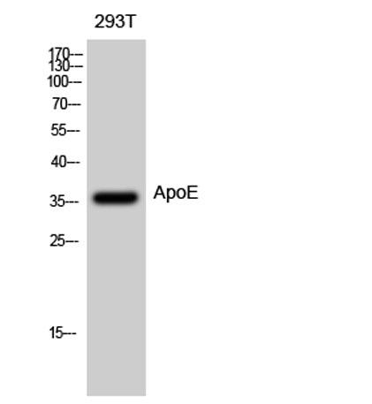 Western Blot analysis of 293T cells using ApoE Polyclonal
Antibody diluted at 1:500