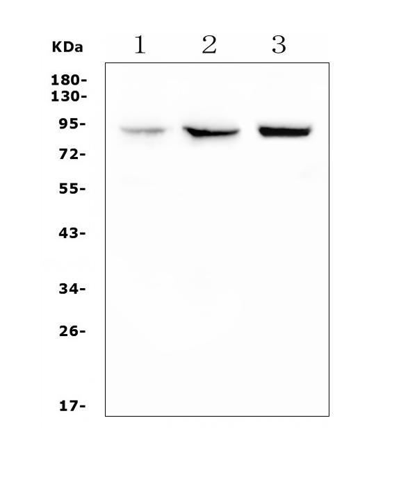 Western blot analysis of EWSR1 using anti-EWSR1 antibody Electrophoresis was performed on a 5-20% SDS-PAGE gel at 70V (Stacking gel) / 90V (Resolving gel) for 2-3 hours. The sample well of each lane was loaded with 50ug of sample under reducing conditions.
Lane 1: Rat skeletal muscle Tissue Lysate,
Lane 2: Mouse skeletal muscle Tissue Lysate,
Lane 3: Mouse HEPA1-6 Whole Cell Lysate.
After Electrophoresis, proteins were transferred to a Nitrocellulose membrane at 150mA for 50-90 minutes. Blocked the membrane with 5% Non-fat Milk/ TBS for 1.5 hour at RT.
The membrane was incubated with rabbit anti-EWSR1 antigen affinity purified polyclonal antibody at 0.5 μg/mL overnight at 4°C, then washed with TBS-0.1%Tween 3
times with 5 minutes each and probed with a goat anti-rabbit IgG-HRP secondary antibody at a dilution of 1:10000 for 1.5 hour at RT. The signal is developed using an Enhanced Chemiluminescent detection (ECL) kit with
Tanon 5200 system. A specific band was detected for EWSR1 at approximately 90KD. The expected band size for EWSR1 is at
68KD.