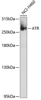 Western blot analysis of extracts of NCI-H460 cells, using ATR Antibody at 1:1000 dilution.
Secondary antibody: HRP Goat Anti-Rabbit IgG (H+L) at 1:10000 dilution.
Lysates/proteins: 25ug per lane.
Blocking buffer: 3% nonfat dry milk in TBST.
Detection: ECL West Pico Plus Kit
Exposure time: 60s.