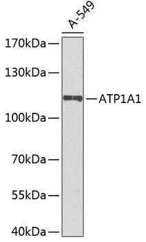 Western blot analysis of extracts of A-549 cells, using ATPase Na+/K+   antibody at 1:1000 dilution._Secondary antibody: HRP Goat Anti-Rabbit IgG (H+L) 
at 1:10000 dilution._Lysates/proteins:
25ug per lane._Blocking buffer: 3%
nonfat dry milk in TBST._Detection:
ECL Enhanced Kit.  Exposure time: 60s.
