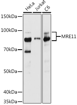 Western blot analysis of extracts of various cell lines, using MRE11 antibody  at 1:1000
dilution.
Secondary antibody: HRP Goat Anti-Rabbit IgG (H+L) at 1:10000 dilution.
Lysates/proteins: 25ug per lane.
Blocking buffer: 3% nonfat dry milk in TBST.
Detection: ECL West Pico Plus.
Exposure time: 5s.