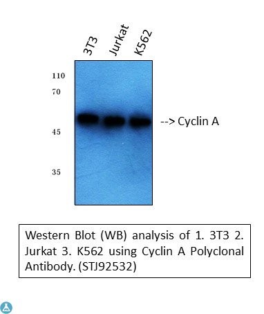 Western blot (WB) analysis 
of Cyclin A polyclonal antibody.