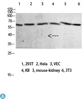 Western blot analysis of 293T Hela VEC KB mouse-kidney 3T3 lysate, antibody was diluted at 2000. Secondary antibody was diluted at 1:20000.