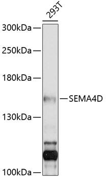 Western blot analysis of extracts of
293T cells, using SEMA4D antibody
at 1:1000 dilution.
Secondary antibody: HRP Goat Anti-
Rabbit IgG (H+L)  at 1:10000
dilution.
Lysates/proteins: 25ug per lane.
Blocking buffer: 3% nonfat dry milk in
TBST.
Detection: ECL West Pico Plus. 
Exposure time: 10s.
