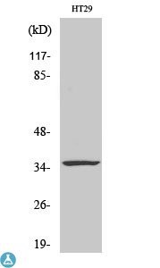 Western Blot (WB) analysis of specific cells using Caspase-7 polyclonal antibody.