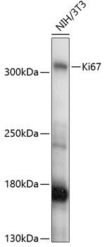 Western blot analysis of extracts of
NIH/3T3 cells, using Ki67 antibody at 1:1000 dilution.
Secondary antibody: HRP Goat Anti-Rabbit IgG (H+L) at 1:10000
dilution.
Lysates/proteins: 25ug per lane.
Blocking buffer: 3% nonfat dry milk in TBST.
Detection: ECL West Pico Plus. 
Exposure time: 1s.