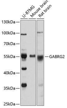 Western blot analysis of extracts of
various cell lines, using GABRG2
antibody at 1:1000 dilution.
Secondary antibody: HRP Goat Anti-
Rabbit IgG (H+L) at 1:10000
dilution.
Lysates/proteins: 25ug per lane.
Blocking buffer: 3% nonfat dry milk in
TBST.
Detection: ECL West Pico Plus. 
Exposure time: 20s.