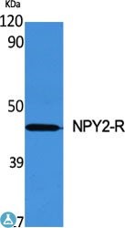 Western Blot (WB) analysis of specific cells using NPY2-R polyclonal antibody.