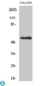 Western Blot (WB) analysis of specific cells using NPY5-R polyclonal antibody.