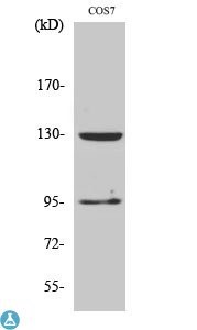 Western Blot (WB) analysis of specific cells using GABAB R1 polyclonal antibody.